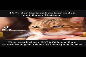 Viele Katzen