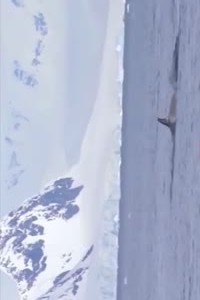 Pinguin wird verfolgt
