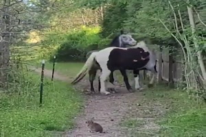 Pferde haben Angst vor einem Hasen