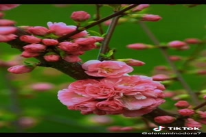 Good morning (blossom) - Guten Morgen (Blte)