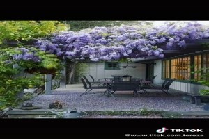 Beautiful pictures (Garden) - Sch�ne Bilder (Garten)