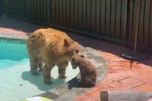 Toller Pool fr die Bren