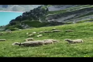 Animals 1