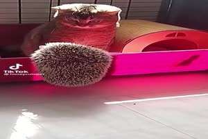 Igel liebt Mieze