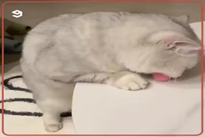 Katzen werfen gerne Sachen runter