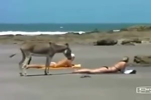 was passiert mit dem Esel