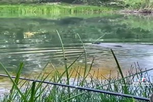 Katze springt ins Wasser