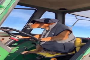 Hund fhrt Traktor