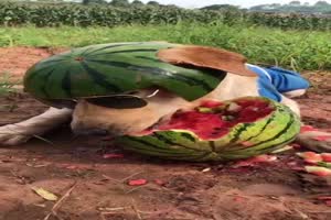 Der Melonenhund
