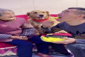 Das lsst der Hund nicht zu