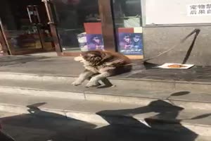 Dogs