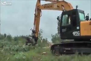So schnell kann ein Baum weg sein
