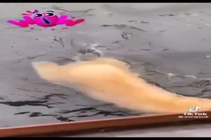 Eisbr beim spielen...