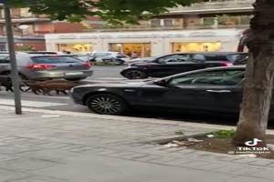 Wildschwein Familie in der Stadt