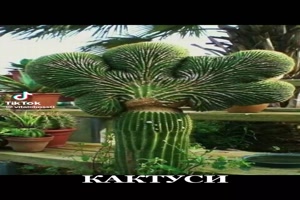 Schne Kakteen