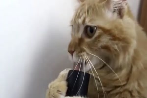 Katze mag den Staubsauger