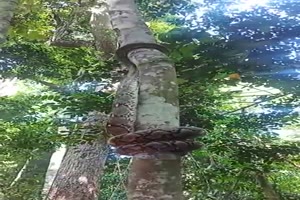 Schlange klettert Baum hoch
