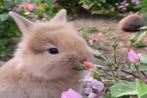 Die Rosen schmecken gut