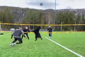 Volleyball mit dem Hund