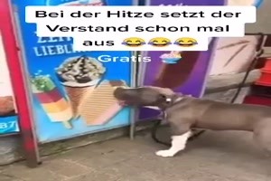 bei der Hitze setzt der Verstand aus