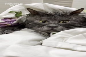 Diese Katze hat ein lustiges Gesicht