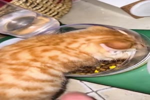 Ktzchen verteidigt Futter