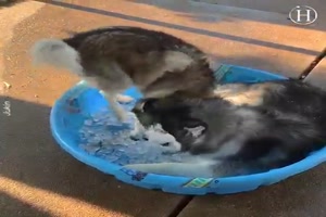 Huskies lieben Eis