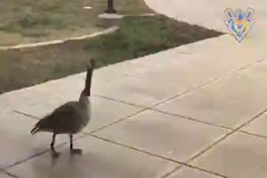 Angriffslustige V�gel