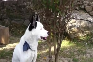 Husky