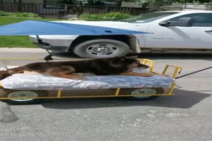 Gassi fahren