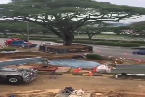 Baum versetzen