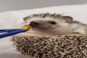 Da freut sich jemand