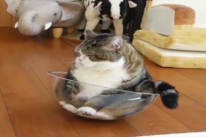Typisch Katze