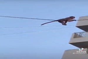 Affen-Slackline