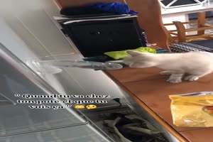 Katze ist interessiert