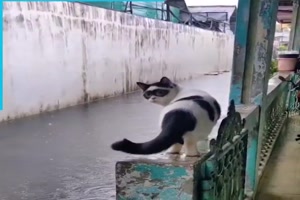 Lustige Batman-Katze