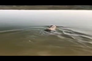 Schwimmender Hase