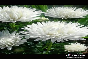 Chrysanten div. kleuren - Chrysanthemen div. Farben