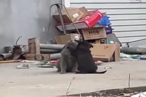 Tiere unter sich