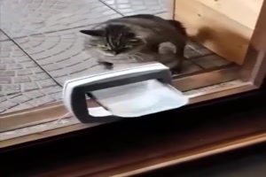 Katze mag die Klappe nicht