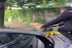 Mal kein Hund im Korb
