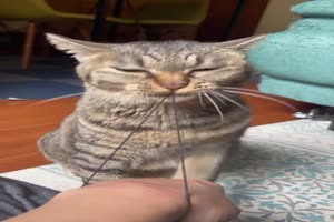 Katze und Gummiband