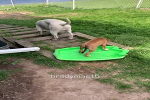 Lustiges Hundespiel