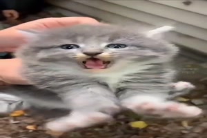 Lustige Ktzchen