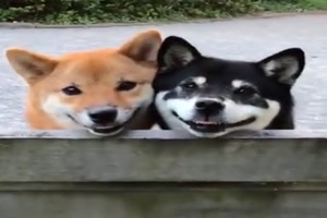 Beste Kumpels