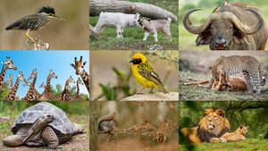 Animals 33