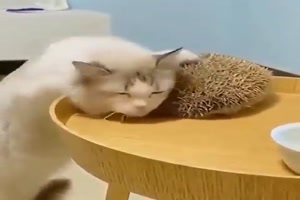 Katze mag den Igel