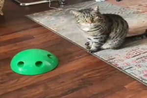 Katze ist entr�stet