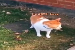 Vegetarier-Katze