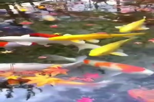 Wundersch�ne Koi-Karpfen